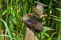European Cuckoo chick (Cuculus canorus) with Reed Warbler standing on its back to feed it, West Sussex, England, UK