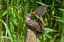 European Cuckoo chick (Cuculus canorus) with Reed Warbler standing on its back to feed it, West Sussex, England, UK