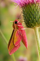 Elephant Hawk Moth (Deilephila elpenor) at rest on Melancholy thistle, Co Durham, England, UK