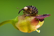 Figwort Weevil (Cionus scrophulariae) adult on single flower of Figwort {Scrophularia sp}, UK, Captive