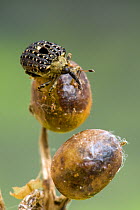 Figwort Weevil (Cionus scrophulariae) adult on pupa that mimics Figwort seedpod, UK, Captive