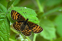 Heath Fritillary (Melitaea athalia) one of the rarest British butterflies, resting with wings open, Kent, England, UK