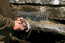Keeper removing Brown rat (Rattus norvegicus) from rail trap, trapping to protect ground nesting birds from predators, Upper Teesdale, Co Durham, England, UK, April 2008