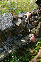Keeper removing Stoat (Mustela erminea) from rail trap, trapping to protect ground nesting birds from predators, Upper Teesdale, Co Durham, England, UK, April 2008