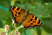 Large Tortoiseshell (Nymphalis polychloros) on Bramble flower with wings open, species probably extinct in UK, Captive