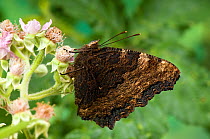 Large Tortoiseshell (Nymphalis polychloros) on Bramble flower with wings closed, species probably extinct in UK, Captive