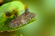 Horned Frog/Leaf Hopper (Ledra aurita) largest British Homoptera seldom seen due to fantastic camouflage when at rest on branch or tree trunk, UK, Captive.