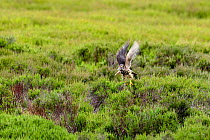 Merlin (Falco columbarius) female flying low over Heather Grouse moor carrying bird prey, Upper Teesdale, Co Durham, England, UK