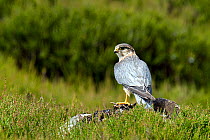 Merlin (Falco columbarius) male with bird prey perched on rock on Grouse moor, Upper Teesdale, Co Durham, England, UK