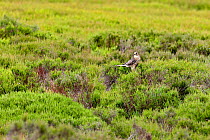 Merlin (Falco columbarius) female perched on Heather Grouse moor, Upper Teesdale, Co Durham, England, UK