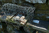 Rail Trap with eggshell set along drystone wall to trap predators of ground nesting birds, Upper Teesdale, Co Durham, England, UK, April 2008