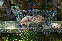 Dead Stoat {Mustela erminea} in rail trap alongside drystone wall, trapping predators of ground nesting birds, Upper Teesdale, Co Durham, England, UK, April 2008