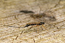 Ichneumon wasp (Rhyssa persuasoria) one of the largest British wasps, using antennae to detect larvae of  Wood wasp prey {Urocerus gigas} within cut pine, UK, Captive