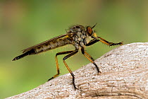Robber fly (Neoitamus cyanurus) resting on dead wood, Hertfordshire, England, UK