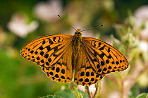 Silver washed fritillary (Argynnis paphia) on Bramble flower with wings open, UK, Captive