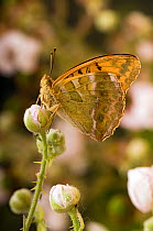 Silver washed fritillary (Argynnis paphia) on Bramble flower with wings closed, UK, Captive