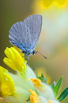 Small Blue butterfly (Cupido minimus) at rest on Kidney Vetch (foodplant) flowers, smallest British butterfly, Bedfordshire, England, UK