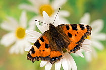 Small Tortoiseshell butterfly (Aglais urticae) basking on flower of Oxeye Daisy, West Sussex, England, UK