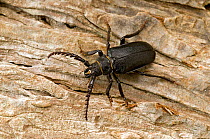 Tanner Beetle (Prionus coriarius) male showing large serated longhorn antennae, largest UK member of the longhorn family, West Sussex, England, UK