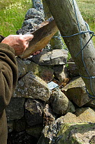 Trap set for Stoat on junction of drystone walls, to protect ground nesting birds from predators, Upper Teesdale, Co Durham, England, UK, April 2008