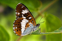 White Admiral butterfly (Limenitis camilla) with wings closed on Honeysuckle (foodplant), UK, Captive