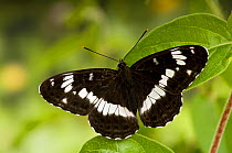 White Admiral butterfly (Limenitis camilla) with wings open on Honeysuckle (foodplant), UK, Captive
