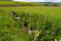 Wildflower meadow, typical Upper Teesdale meadow with Melancholy thistle, meadow sweet and many more flowers with upland farm beyond, County Durham, UK, April 2008