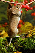 Bank vole (Clethrionomys glareolus) standing up to feed on Black Bryony berries, Captive, UK.