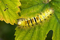 Pale Tussock moth caterpillar (Dasychira pudibunda) feeding on wild hop, Hertfordshire, England, UK.