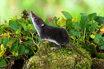 European water shrew (Neomys fodiens) sniffing the air with front legs raised, captive, UK.