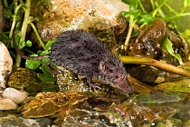 European water shrew (Neomys fodiens) about to re-enter water with wet fur, Captive, UK.