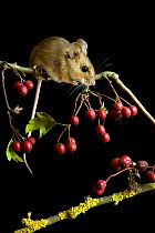 Yellow-necked mouse (Apodemus flavicollis) climbing among Hawthorn berries, Captive, UK.