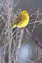 Yellowhammer (Emberiza citrinella) perched with feathers puffed out on cold winter morning, Hertfordshire, England, UK.