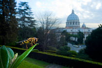Yellow-legged moustached icon hoverfly (Syrphus ribesii) on leaf in garden of Vatican City, Rome, Italy, March 2010