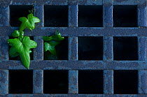Ivy (Hedera sp) growing through metal grating in garden of Vatican City, Rome, Italy, March 2010