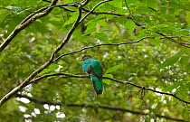 Resplendent quetzal (Pharomachrus mocinno) female perched in tree, El Triunfo biosphere reserve, Sierra Madre del Sur, Chiapas, Mexico
