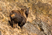 Male Himalayan tahr (Hemitragus jemlahicus) in winter coat, Sagarmatha National Park, Himalayas, Nepal