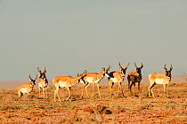 Herd of male Baja California / Peninsular pronghorn (Antilocapra americana peninsularis)  semicaptive breeding facility, Biosphere Reserva of El Vizcaíno, Baja, Mexico, Critically endangered subspeci...
