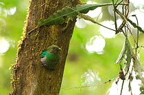 Resplendent quetzal (Pharomachrus mocinno) female at entrance to nest hole in tree, El Triunfo biosphere reserve, Sierra Madre del Sur, Chiapas, Mexico