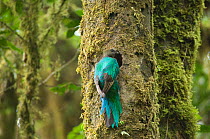 Resplendent quetzal (Pharomachrus mocinno) female at entrance to nest hole in tree, El Triunfo biosphere reserve, Sierra Madre del Sur, Chiapas, Mexico