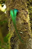 Resplendent quetzal (Pharomachrus mocinno) male dissapearing into nest hole in tree, El Triunfo biosphere reserve, Sierra Madre del Sur, Chiapas, Mexico