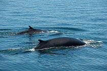 Fin whale {Baleanoptera physalus} mother and calf surfacing, Loreto Marine Reserve, Gulf of California, Mexico