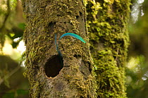 Resplendent quetzal (Pharomachrus mocinno) male tail feathers protruding from nest hole in tree, El Triunfo biosphere reserve, Sierra Madre del Sur, Chiapas, Mexico