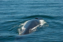 Fin whale {Baleanoptera physalus} surfacing, Loreto Marine Reserve, Gulf of California, Mexico