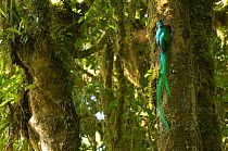 Resplendent quetzal (Pharomachrus mocinno) male at entrance to nest hole in tree, showing very long tail feathers, cloud forest El Triunfo biosphere reserve, Sierra Madre del Sur, Chiapas, Mexico