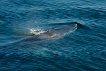 Fin whale {Baleanoptera physalus} surfacing, Loreto Marine Reserve, Gulf of California, Mexico