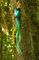 Resplendent quetzal (Pharomachrus mocinno) male at entrance to nest hole in tree, showing very long tail feathers, El Triunfo biosphere reserve, Sierra Madre del Sur, Chiapas, Mexico