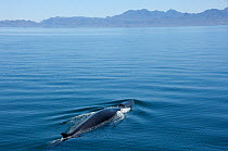 Fin whale {Baleanoptera physalus} mother and calf surfacing, Loreto Marine Reserve, Gulf of California, Mexico
