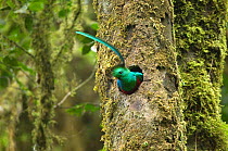Resplendent quetzal (Pharomachrus mocinno) male at entrance to nest hole in tree, El Triunfo biosphere reserve, Sierra Madre del Sur, Chiapas, Mexico