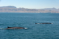 Fin whales {Baleanoptera physalus} surfacing, Loreto Marine Reserve, Gulf of California, Mexico
